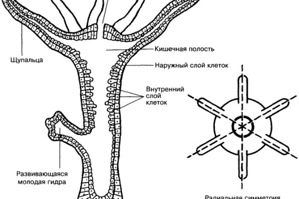 Актуальное зеркало kraken kraken zerkalo